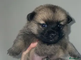 Mixed Breed dogs Aussie poos - Advert 9