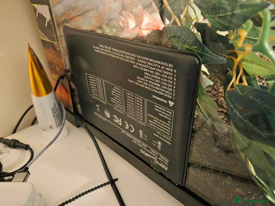 Tarantulas invertebrates for sale: Mexican Red Rump Tarantula-Female in Porth - Advert 7