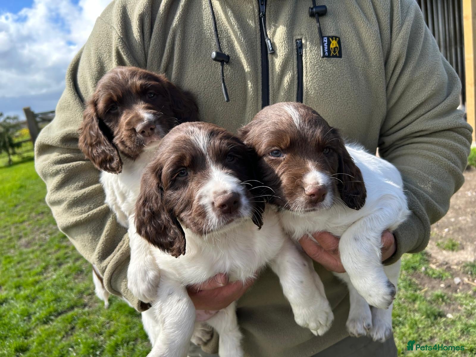 English Springer Spaniel dogs KC Springer Spaniel pups liver and white  - Advert 2