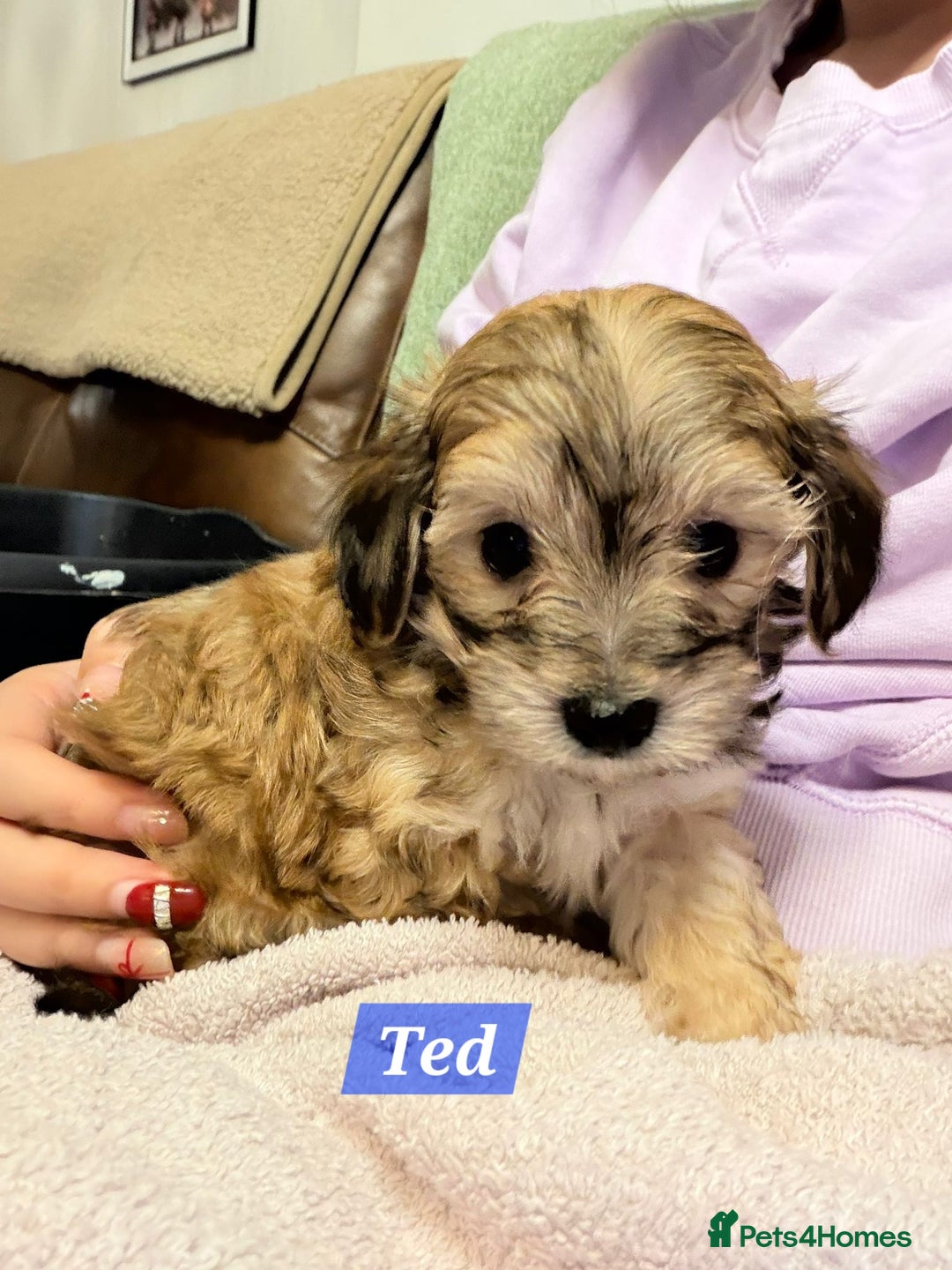 Maltipoo dogs for sale: Multipoo - Advert 24