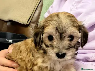 Maltipoo dogs Multipoo F1 sweet natured pups - Advert 5