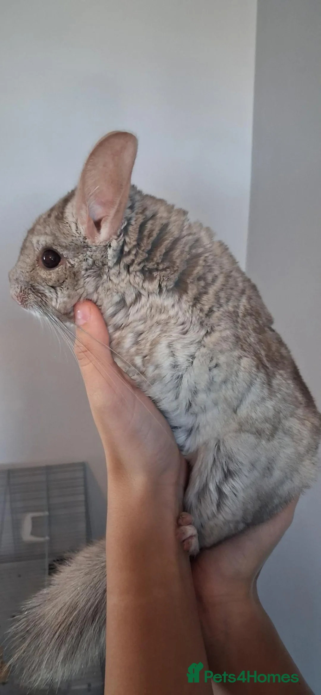 Chinchilla rodents for sale: Lovely beige male  in Doncaster - Advert 2