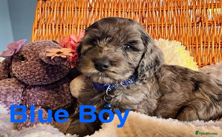 Cockapoo dogs - Advert 3