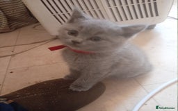 British Shorthair cats for sale: 4 British short hair lilac girls 1 choch torte boy - Image 3