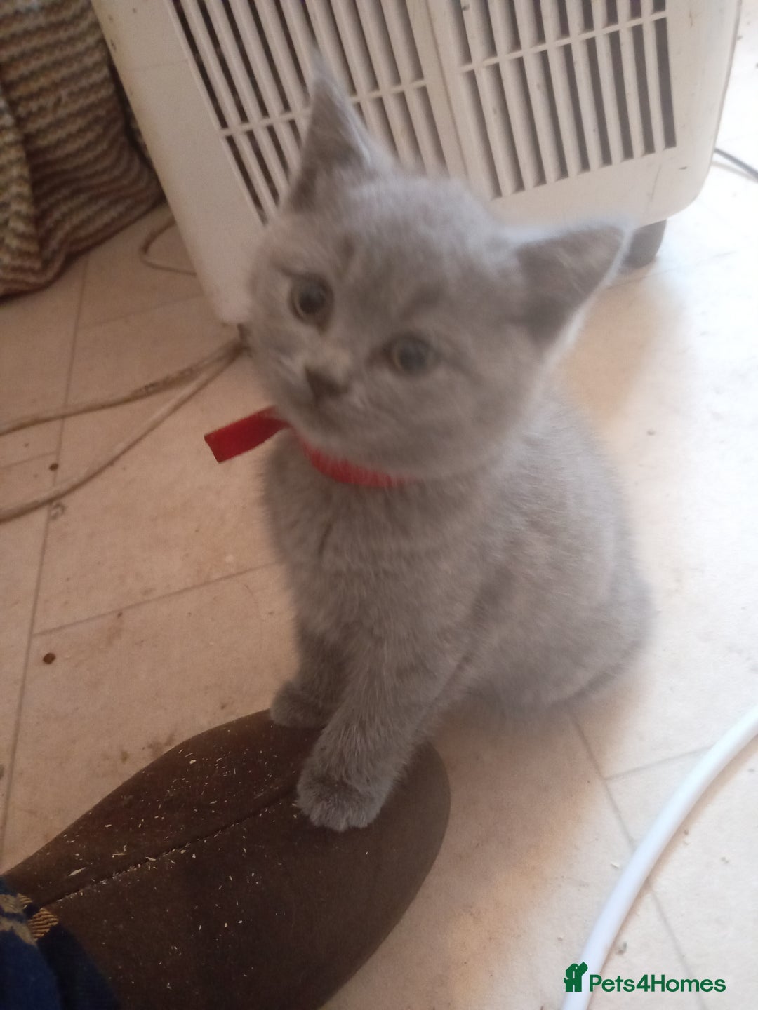 British Shorthair cats for sale: 4 British short hair lilac girls 1 choch torte boy - Image 3