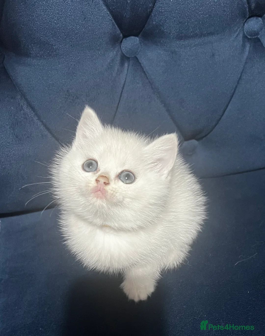 British Shorthair cats for sale: British shorthair type kittens - Advert 3