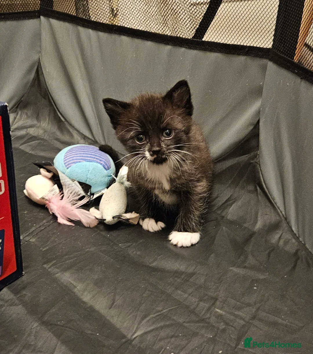 Mixed Breed cats for sale: Beautiful, Playful Kittens- Ready for Loving Homes - Advert 14