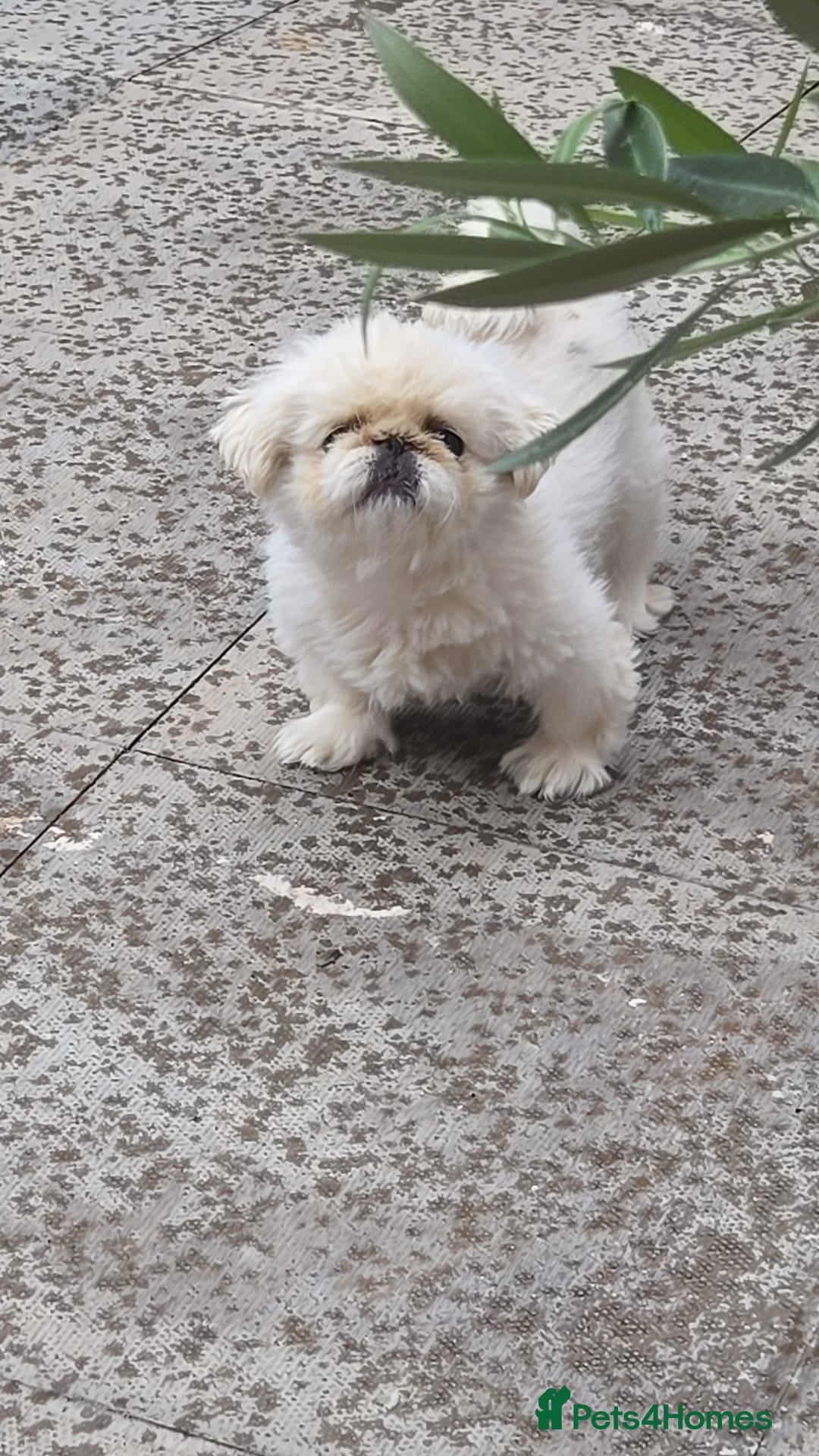 Pekingese dogs for sale: Pekingese female  - Image 3
