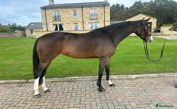 English Warmblood horses - Advert 5