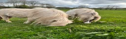 Pig livestock for sale: Registered Miniature Shetland  - Advert 4