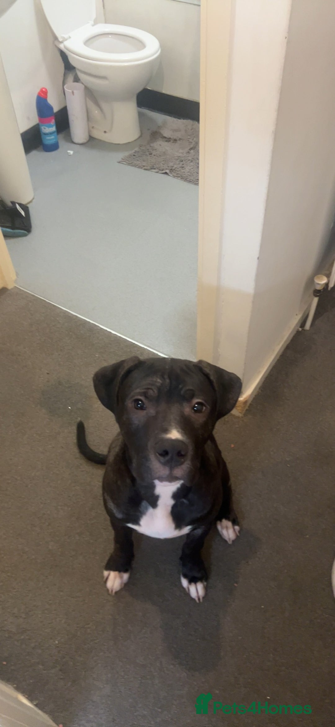 Mixed Breed dogs for sale: Randy  - Image 2