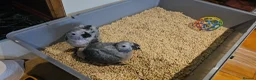 Parrots birds for sale: Silly teamed hand reared African grey Baby in Greenford - Advert 4