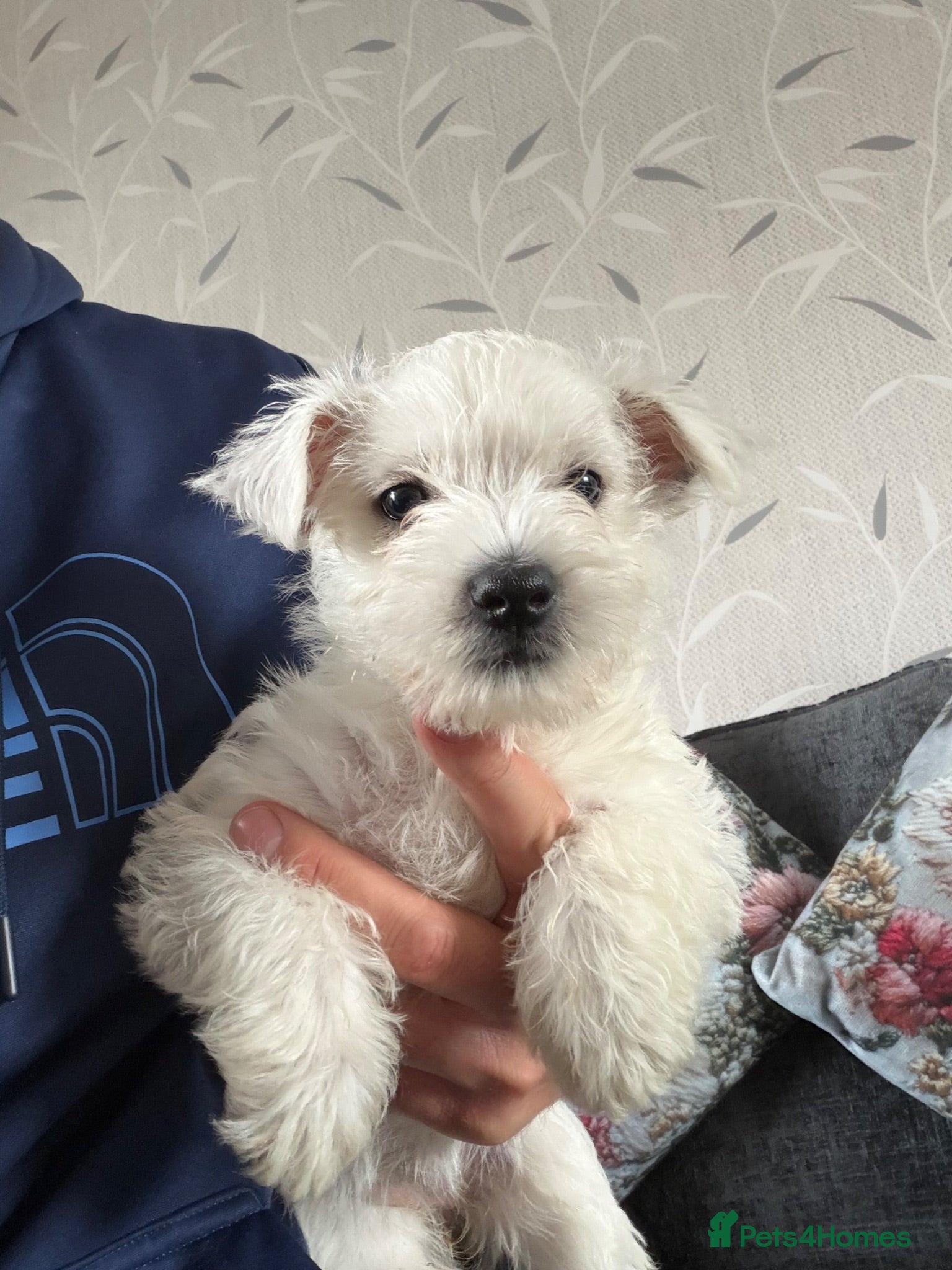 West Highland Terrier dogs 1 Beautiful Westie  girl  left  - Advert 6