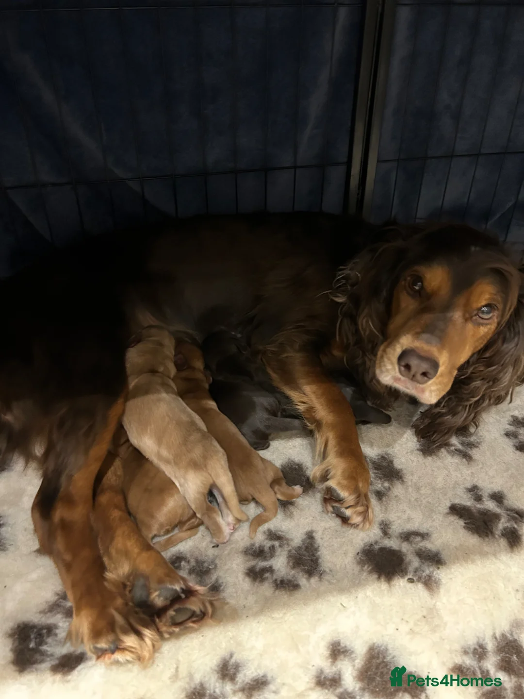 Cocker Spaniel dogs for sale: KC registered cocker spaniels  - Advert 14