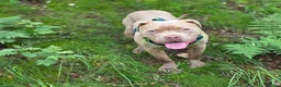 Mixed Breed dogs for sale: Russo-Bear in Warrington - Advert 1