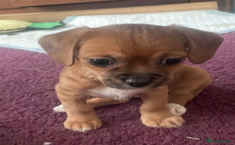 Mixed Breed dogs - Advert 5