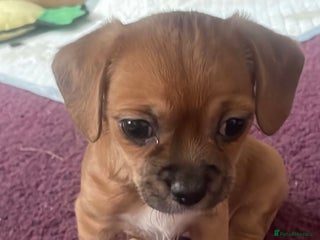 Mixed Breed dogs for sale - Advert 1