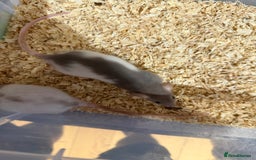 Rat rodents for sale: Pet rats for sale male and female Ava  - Image 8