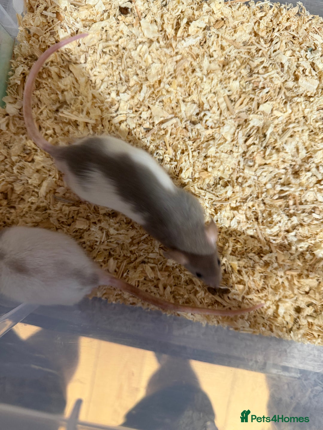 Rat rodents for sale: Pet rats for sale male and female Ava  - Image 8