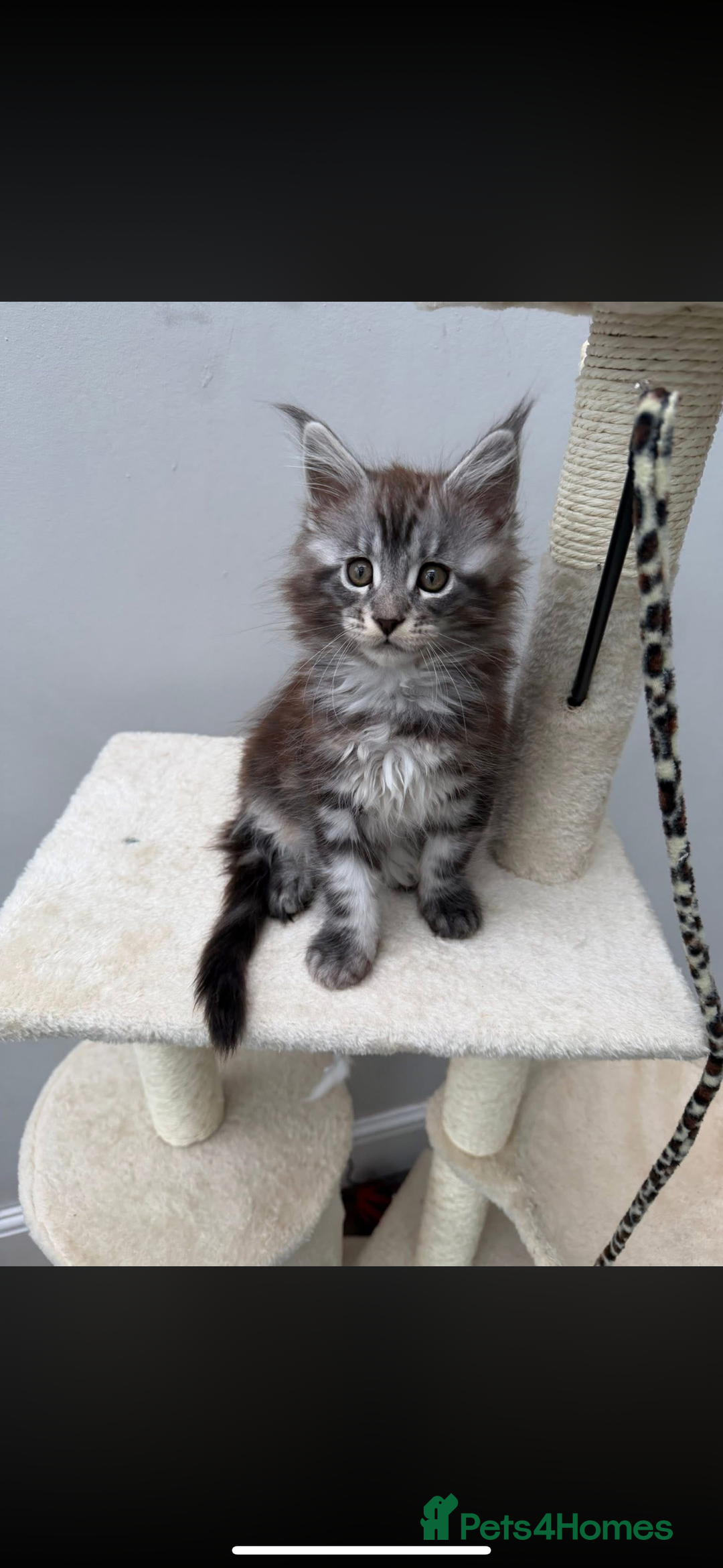 Maine Coon cats for sale: Beautiful boy kittens  - Advert 7