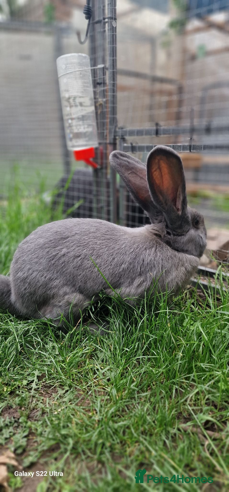 Continental Giant rabbits Male blue pure continental giant - Advert 2