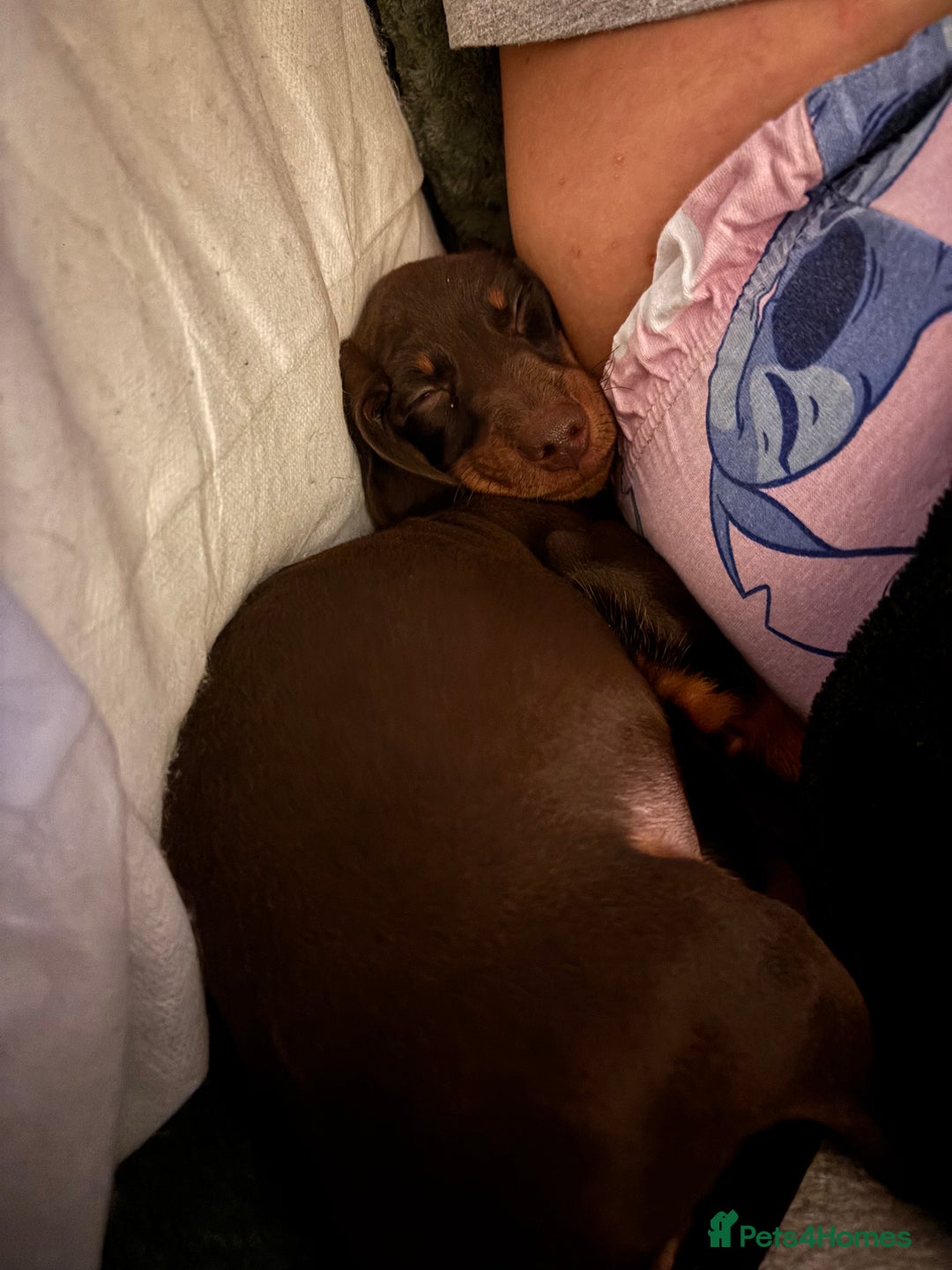 Dachshund dogs for sale: 1x puppy Dachshund - Image 3
