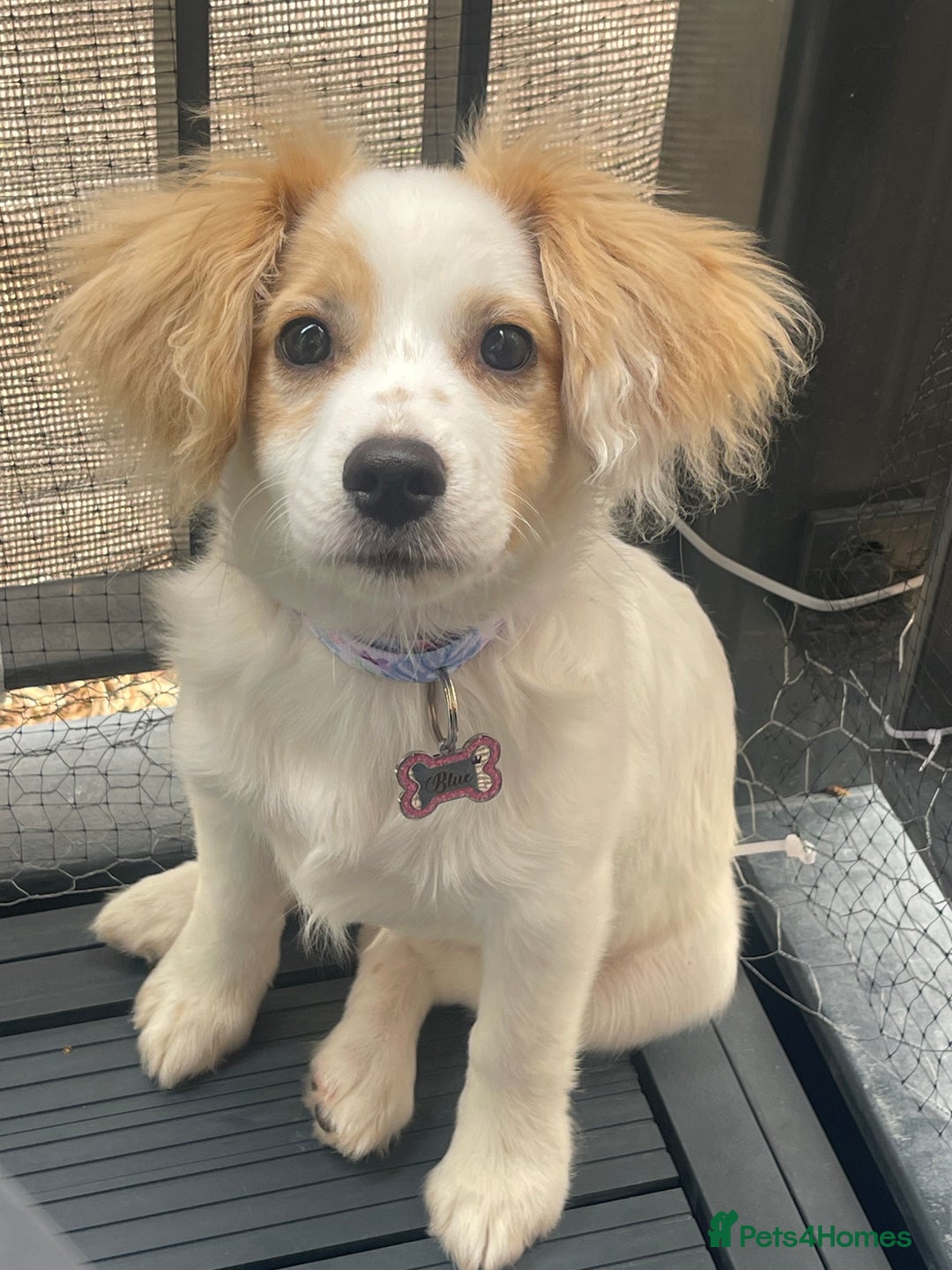 Mixed Breed dogs for sale: 4 month old female Cockerspaniel x Pom puppy - Image 1