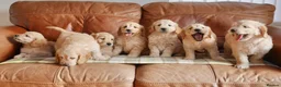 Mini Goldendoodle dogs for sale: Stunning F1 Health Tested Miniature Goldendoodles - Advert 15