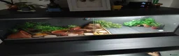 Leopard Gecko reptiles for sale: 6 month old male leopard gecko - Advert 3