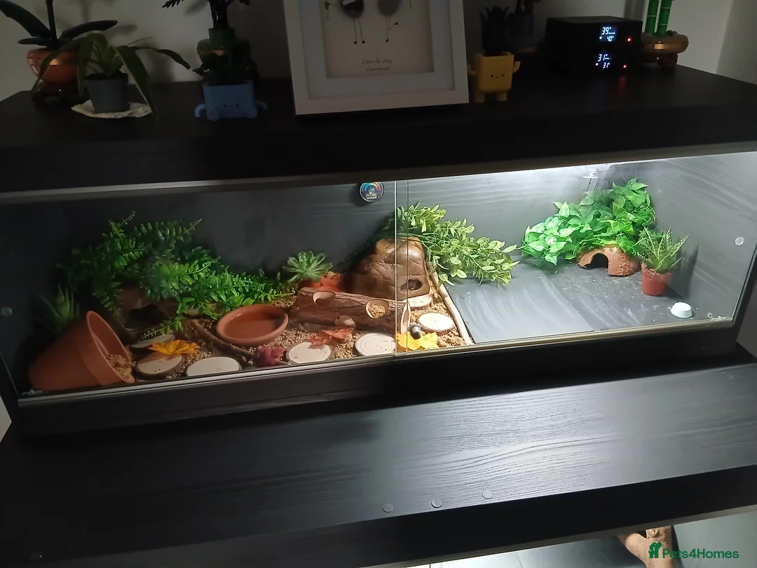 Leopard Gecko reptiles for sale: 6 month old male leopard gecko - Advert 3