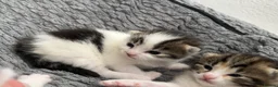 Mixed Breed cats for sale: 5 beautiful kittens looking for a forever home❤️ - Advert 12