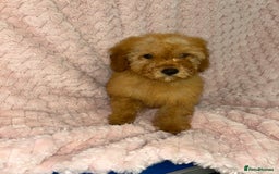 Labradoodle dogs for sale: F1b miniature labradoodles  - Image 2