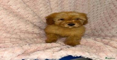 Labradoodle dogs - Advert 5
