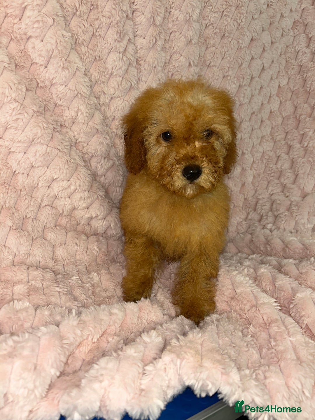 Labradoodle dogs for sale: F1b miniature labradoodles  - Image 2