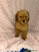 Labradoodle dogs - Advert 6