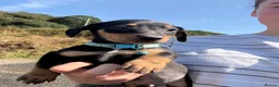 Mixed Breed dogs for sale: Dachshund X border collie - Advert 7