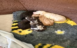 Miniature Poodle dogs for sale: Stunning Poodle Babies - Image 5