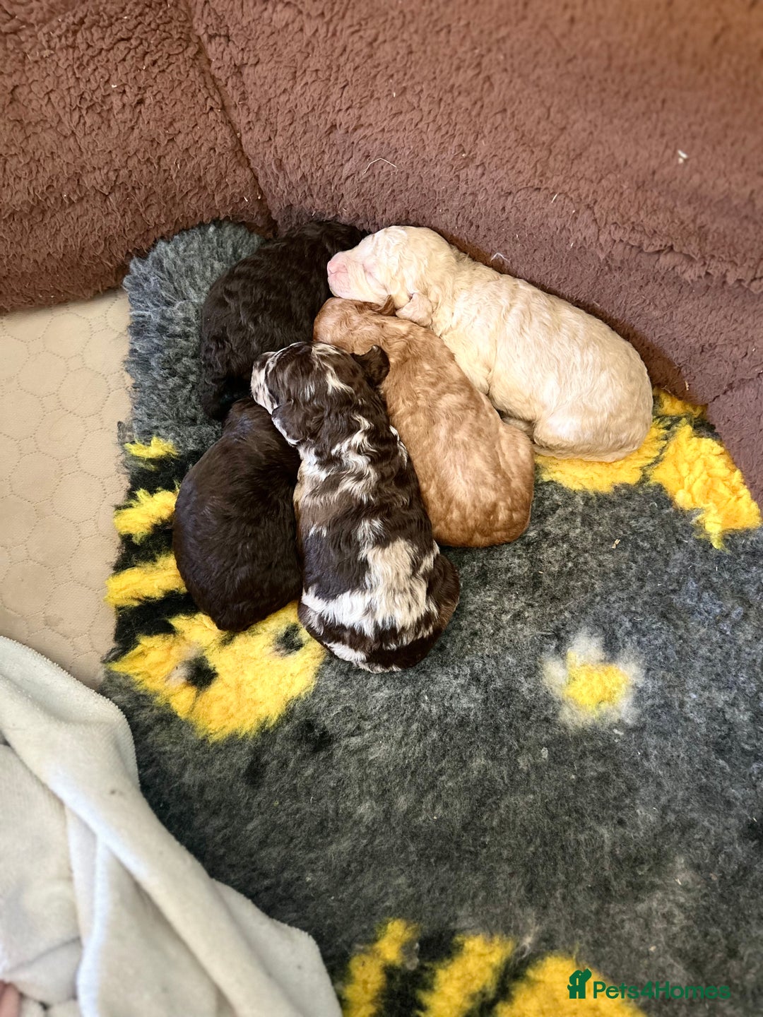 Miniature Poodle dogs for sale: Stunning Poodle Babies - Image 5