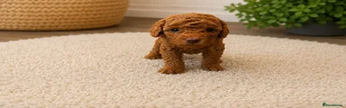 Miniature Poodle Puppy 3