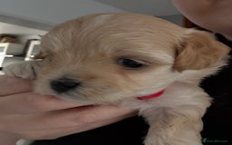 Maltipoo dogs for sale: Beautiful Male Maltipoo F1 Pups - Image 17