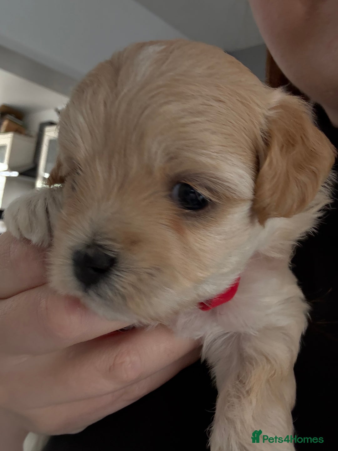 Maltipoo dogs for sale: Beautiful Male Maltipoo F1 Pups - Image 17