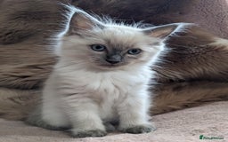 Ragdoll cats for sale: Blue point purebred ragdoll girl  - Image 1