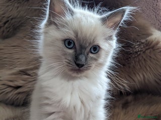 Ragdoll cats - Advert 6