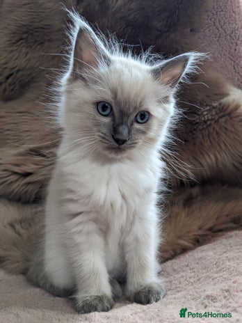 Ragdoll cats - Advert 4