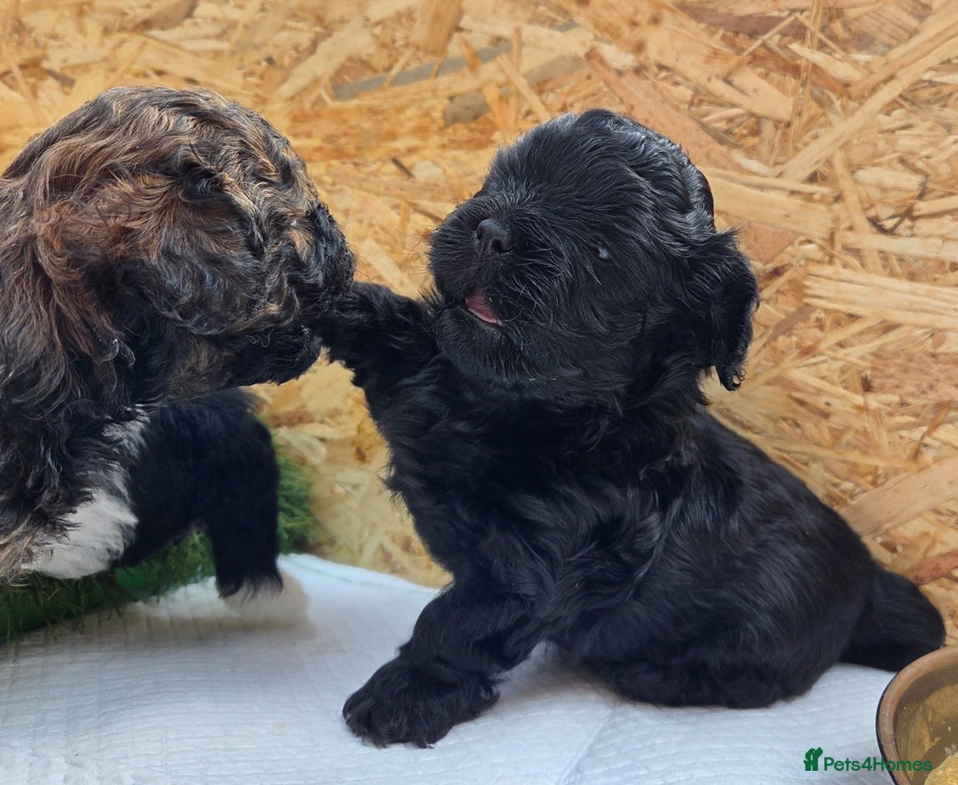 Shihpoo dogs for sale: F2 shihpoo puppies. - Image 31