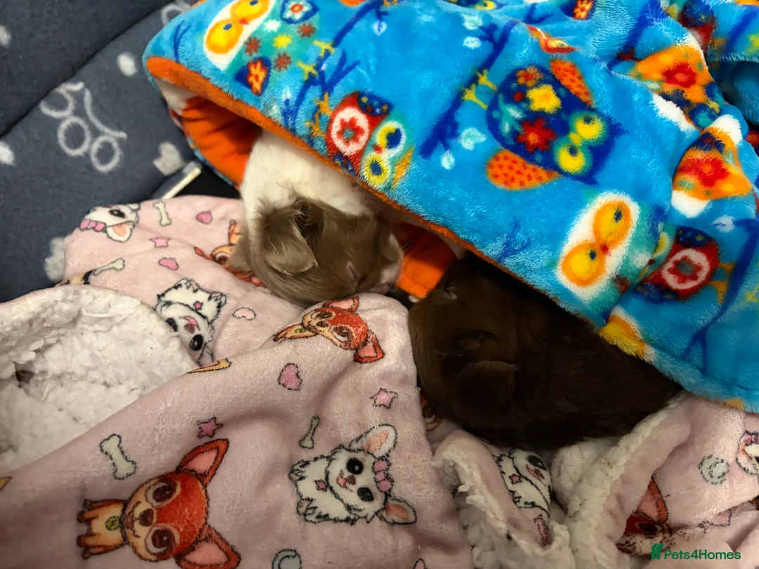 Chihuahua dogs for sale: One solid chocolate female chihuahua left!! ⭐️⭐️⭐️ - Advert 21