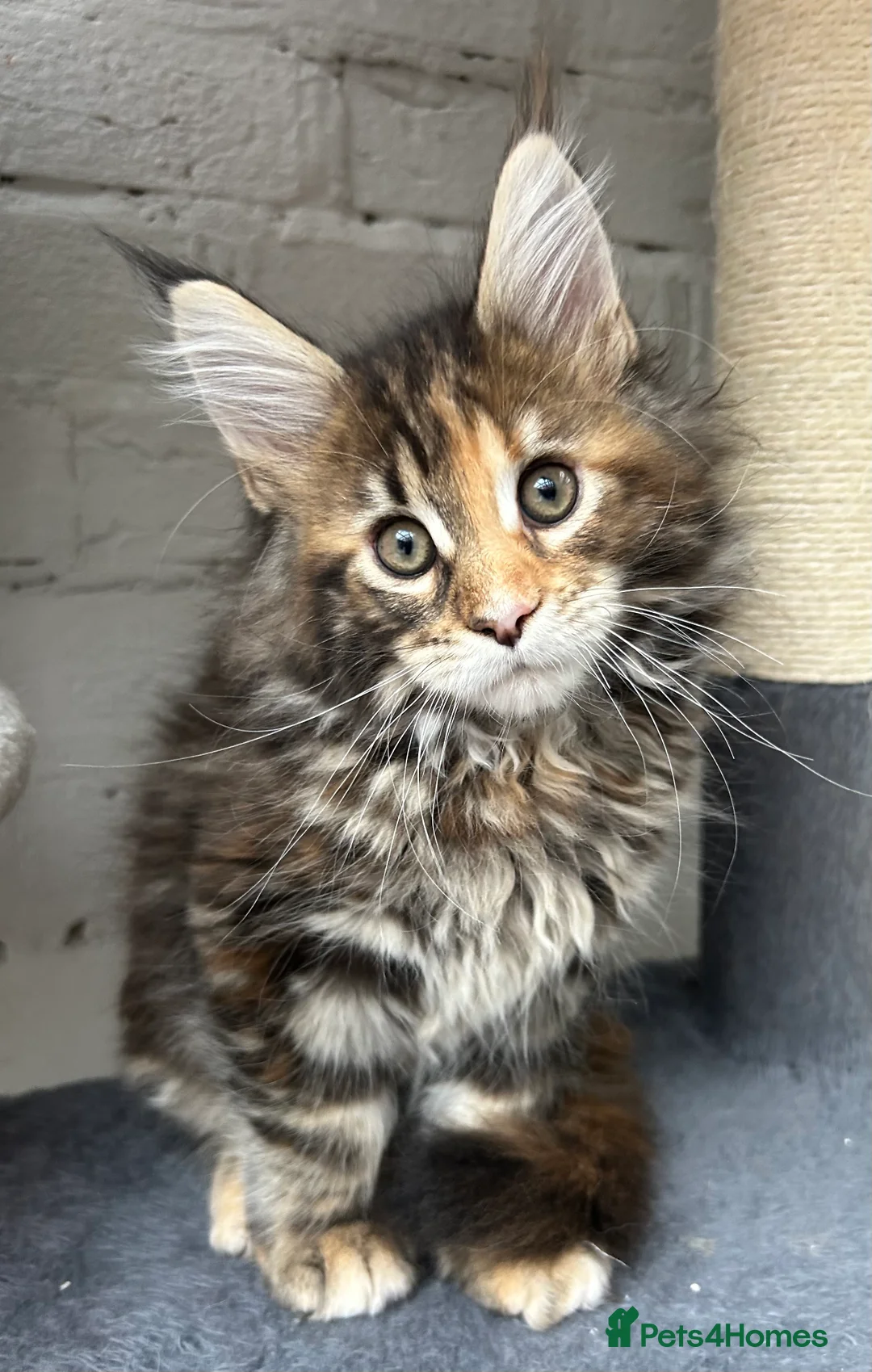 Maine Coon cats for sale: TICA reg Pedigree Maine Coon Kittens  - Advert 20