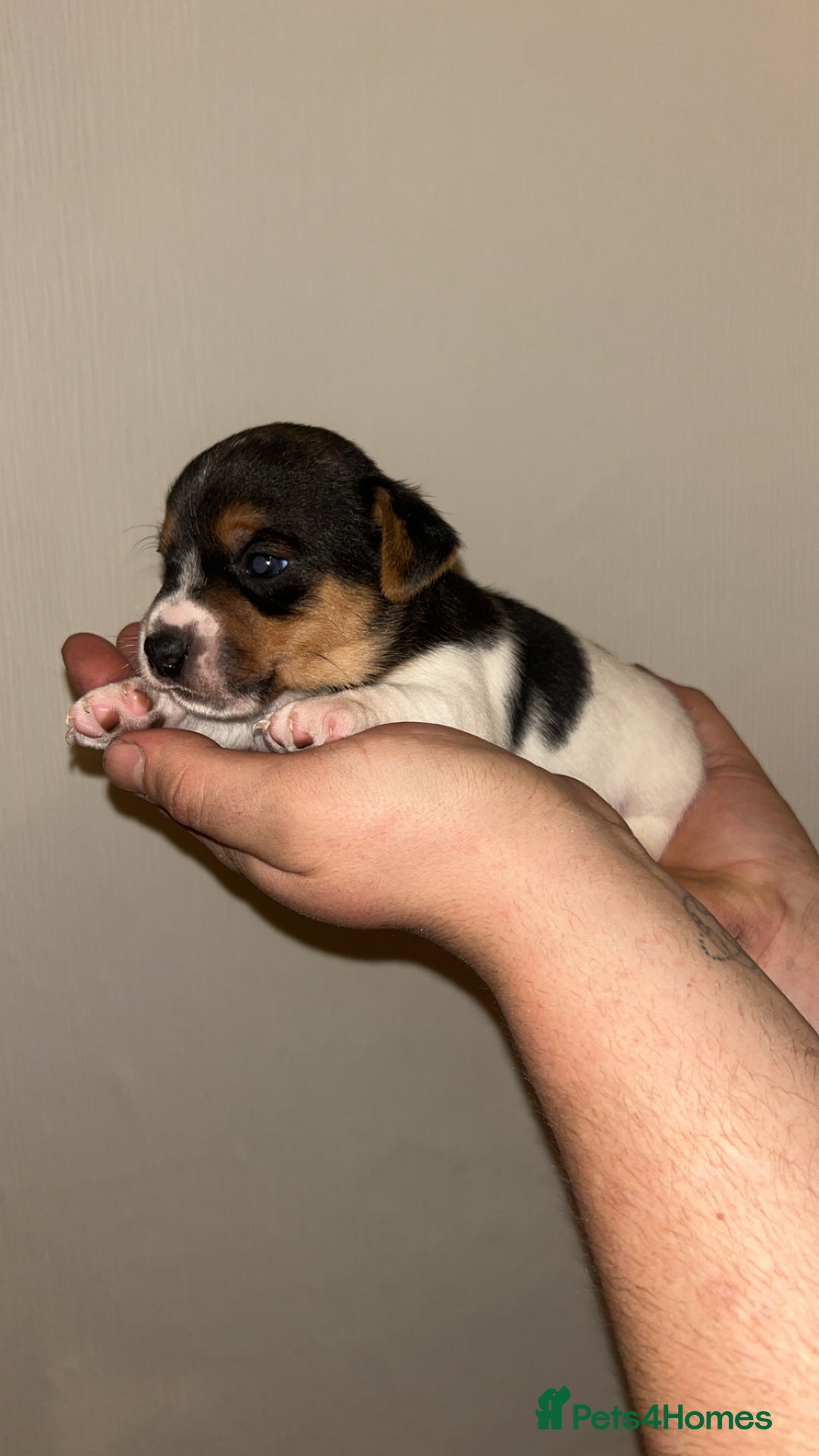 Jack Russell dogs for sale: Jack Russell Pups. 2 girls 2 boys  - Advert 8