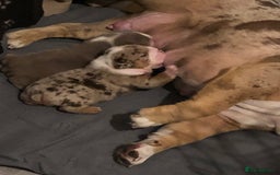 English Bulldog dogs for stud: Chocolate and tan stud includes 2 ai in Walsall - Image 11