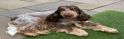 Cocker Spaniel dogs for sale: KC Show Cocker Spaniels: Beautiful inside out - Advert 20